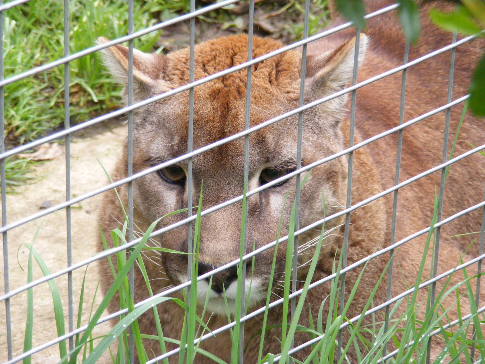 Tyge - Shepreth Wildlife Park - 17 April 2009