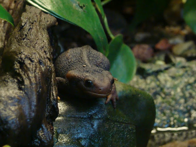 Tylototriton shanjing