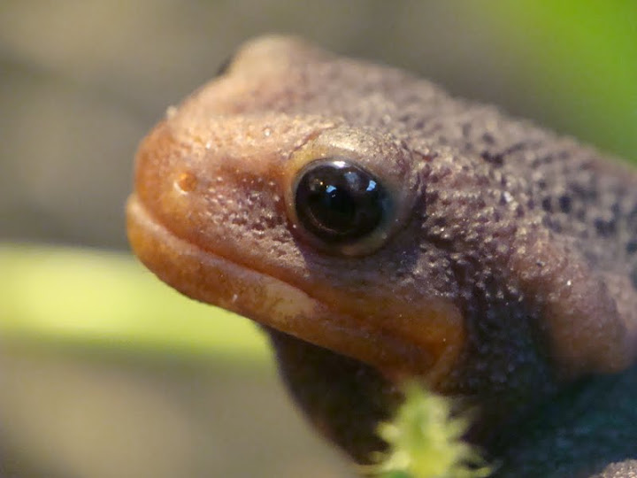 Tylototriton shanjing