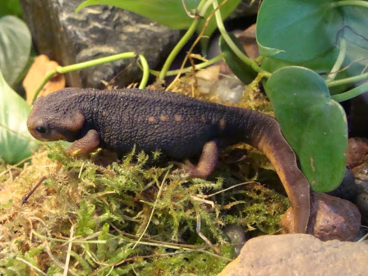 Tylototriton shanjing