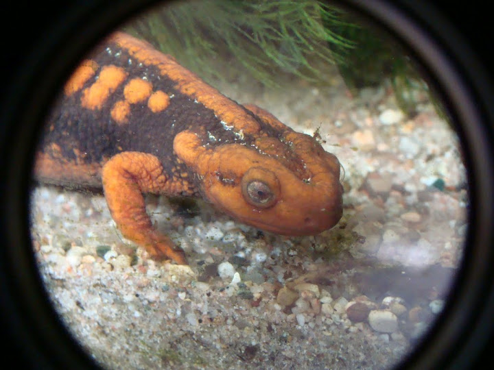 Tylototriton shanjing