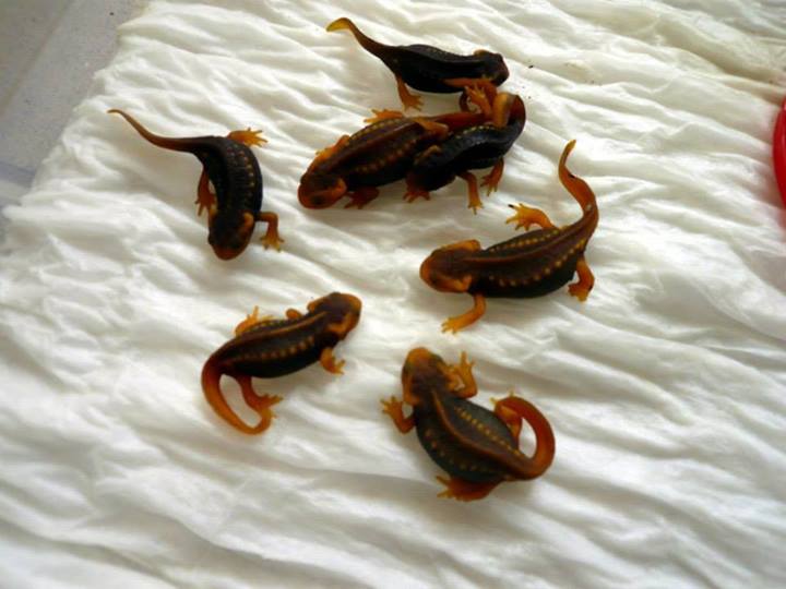 Tylototriton shanjing