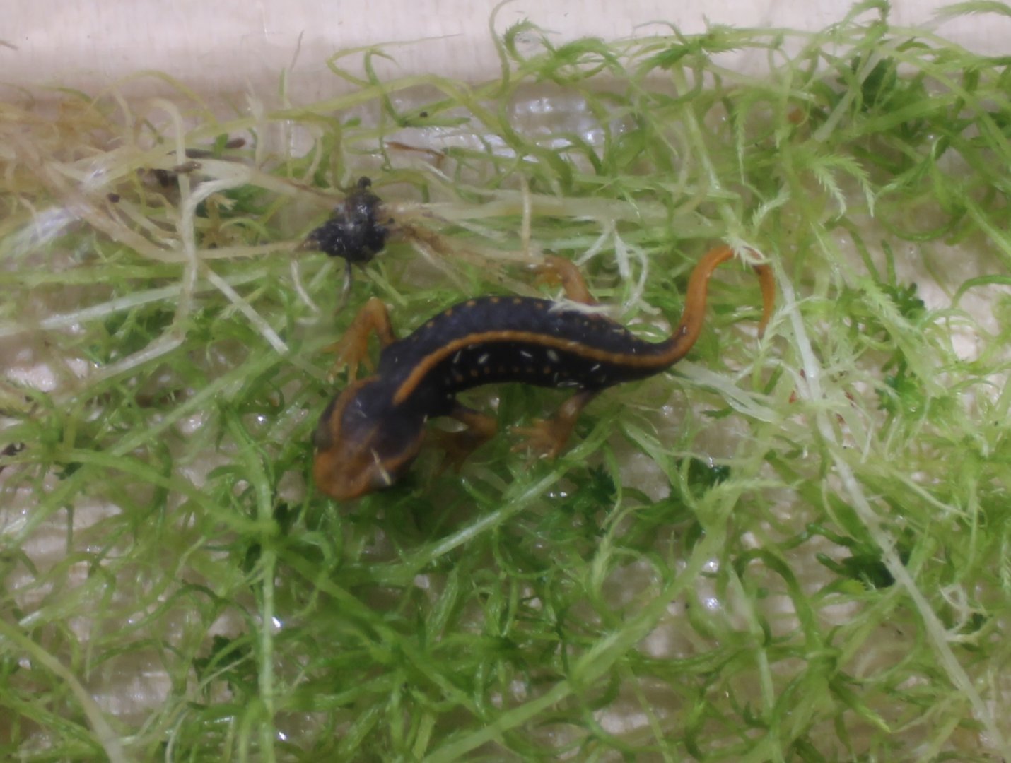 Tylototriton shanjing