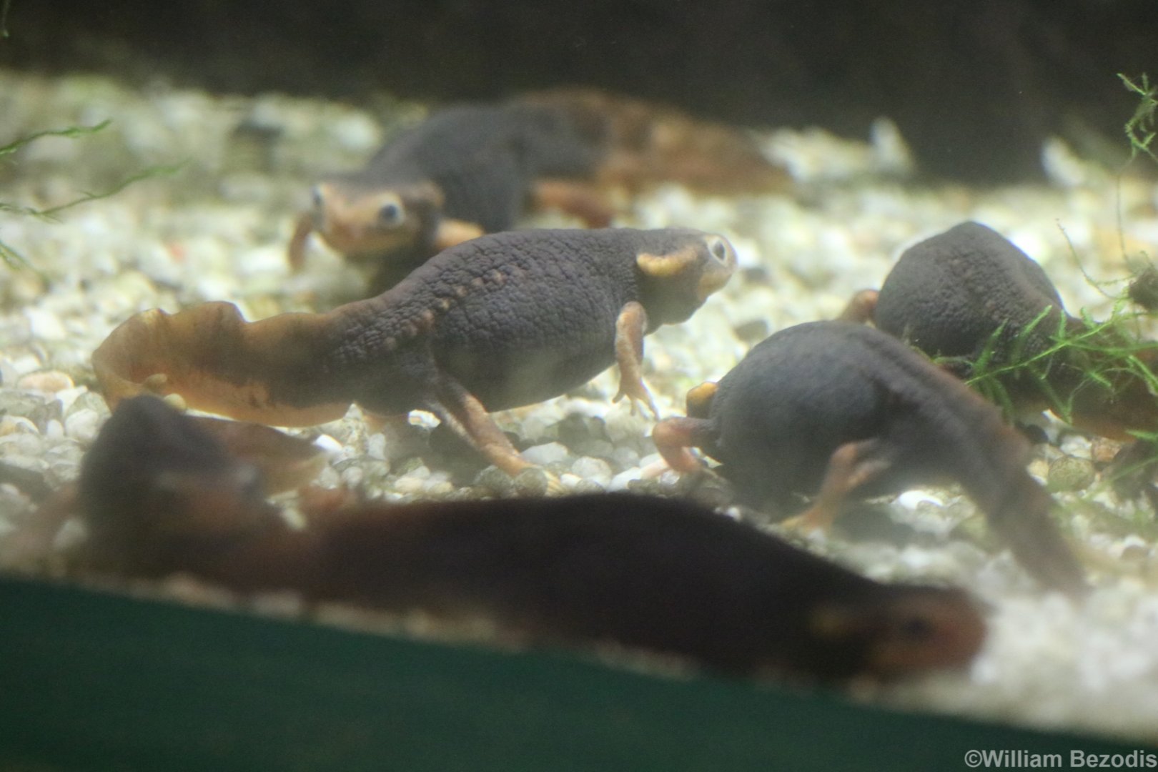 Tylototriton shanjing