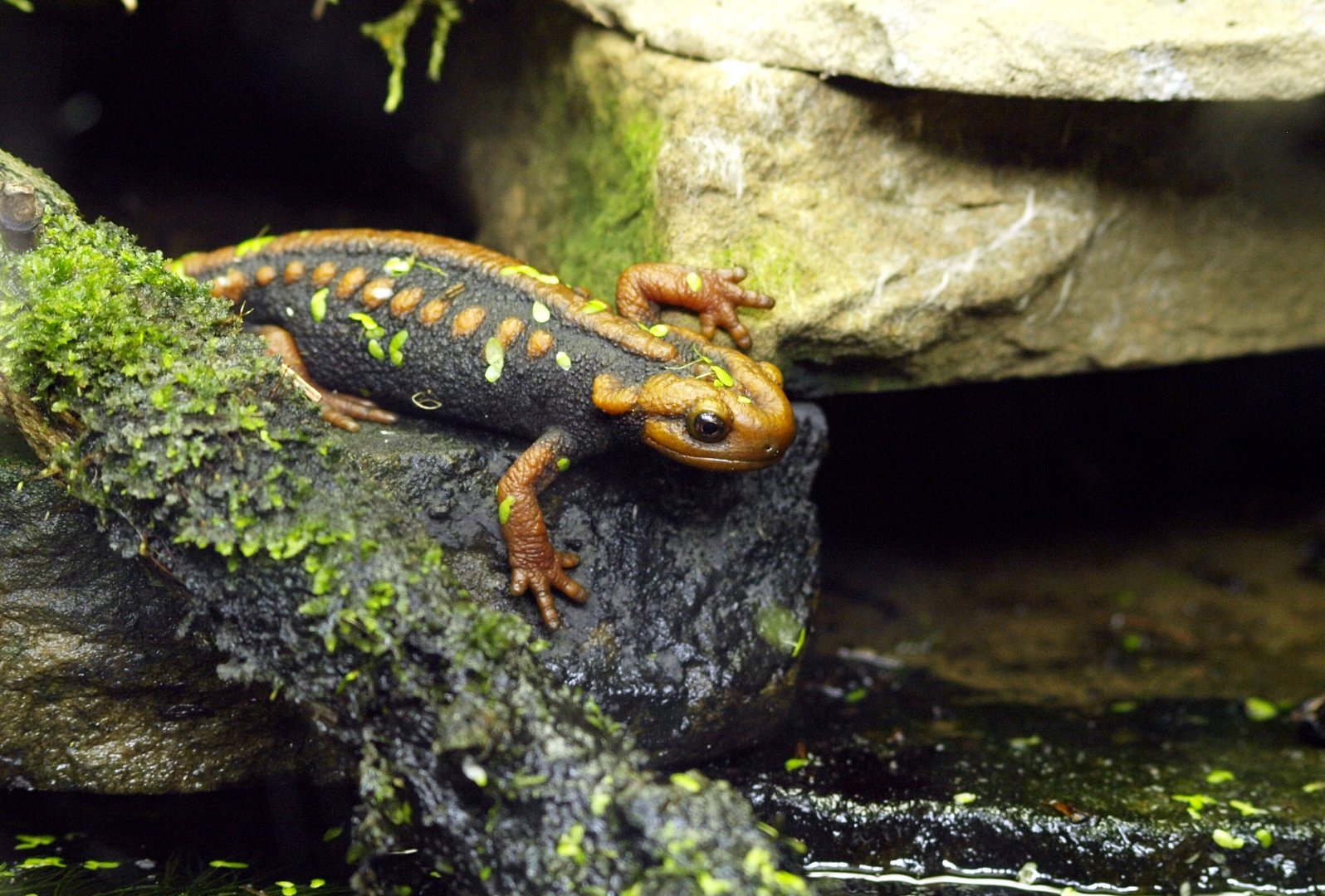 Tylototriton shanjing