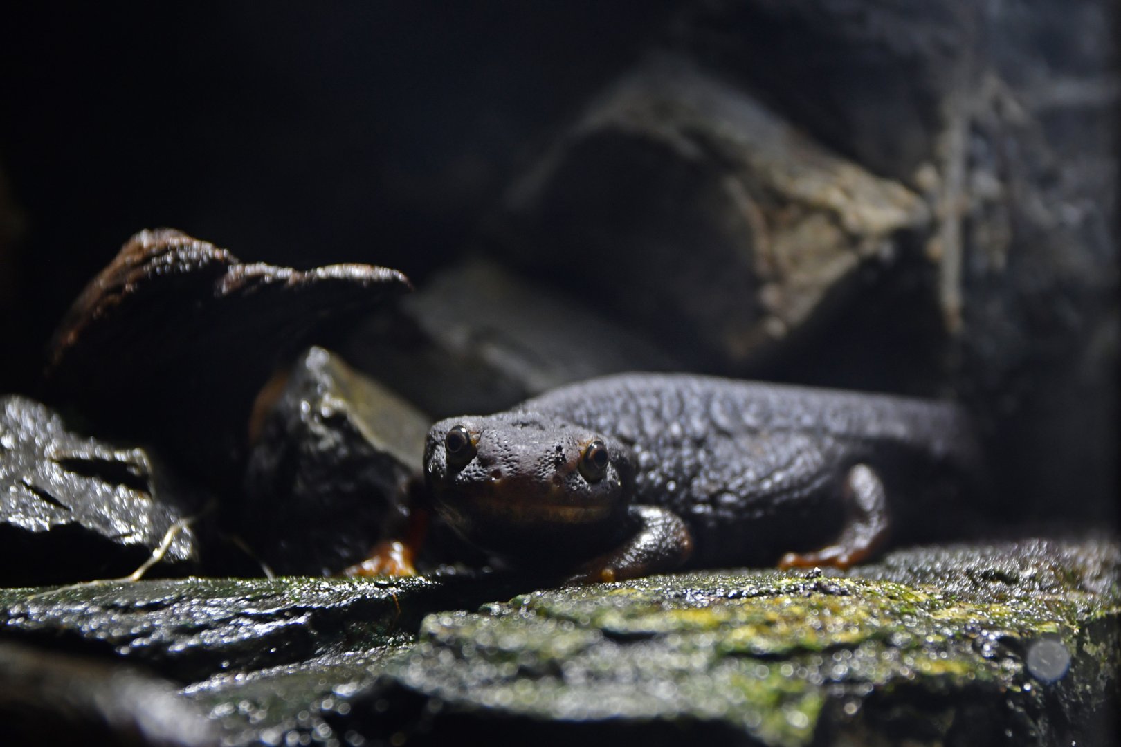 Tylototriton verrucosus