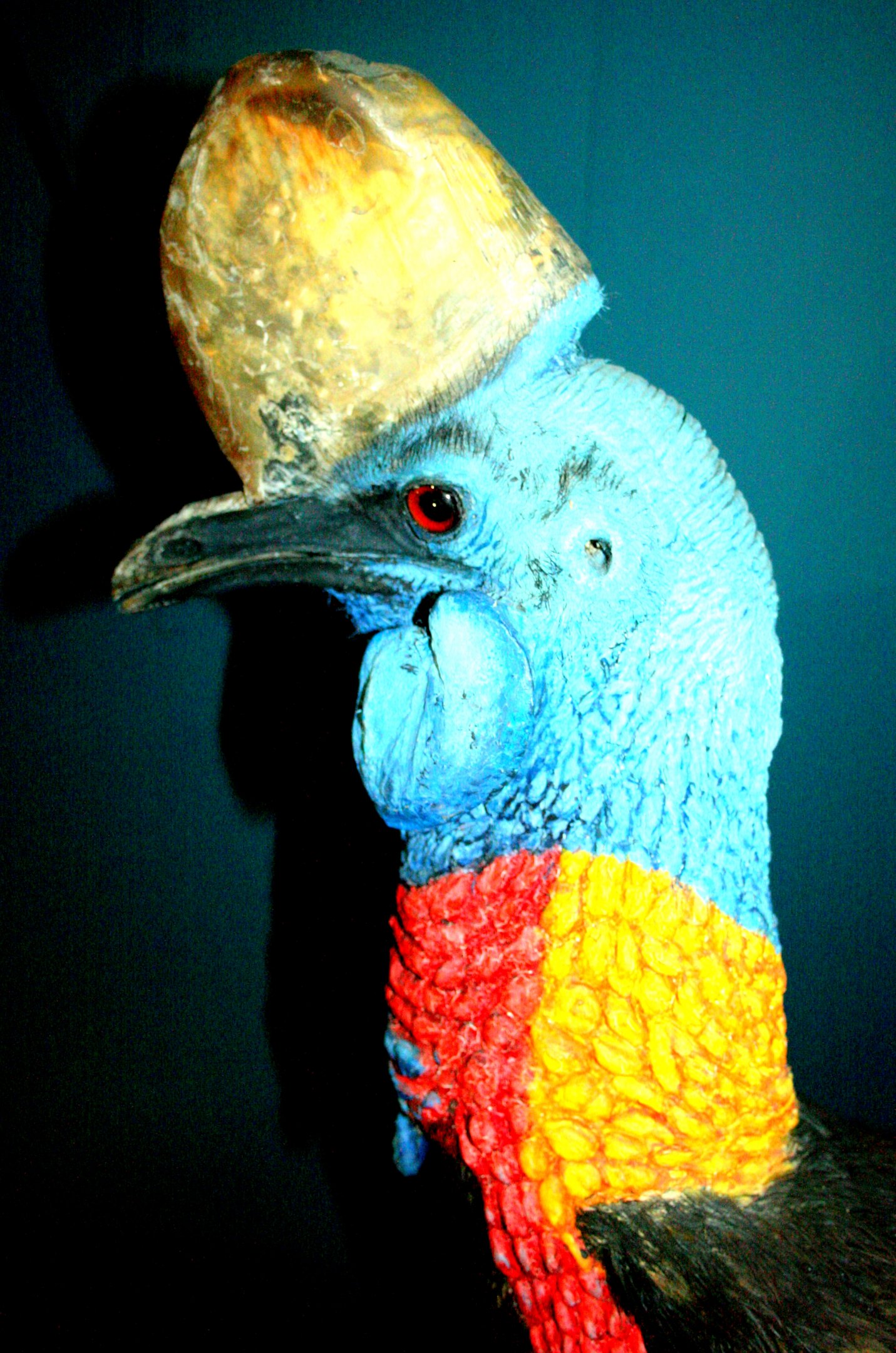 Type Specimen Of Northern Cassowary; Tring; 17th March 2017