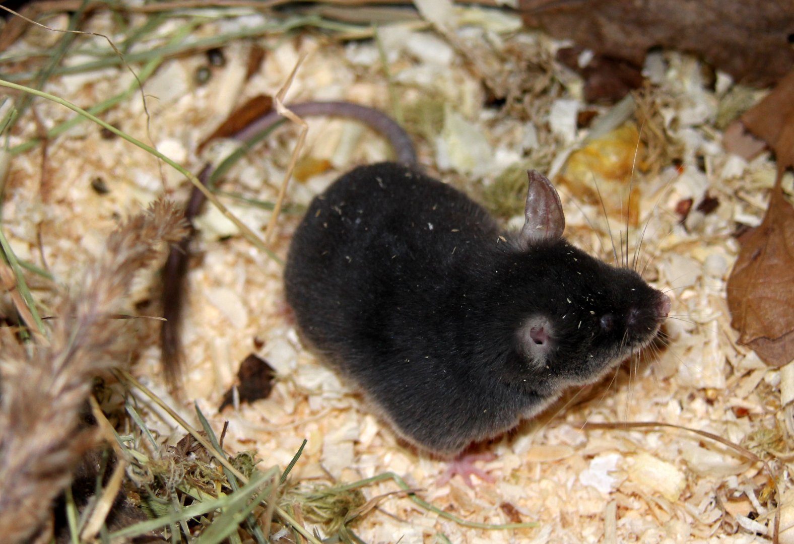 (Typhlomys cinereus) Chinese pygmy dormouse