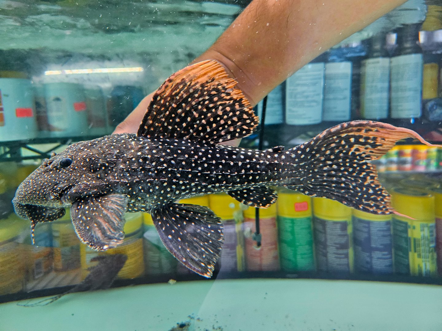 Typhoon Pleco (Pseudacanthicus sp. LDA105)