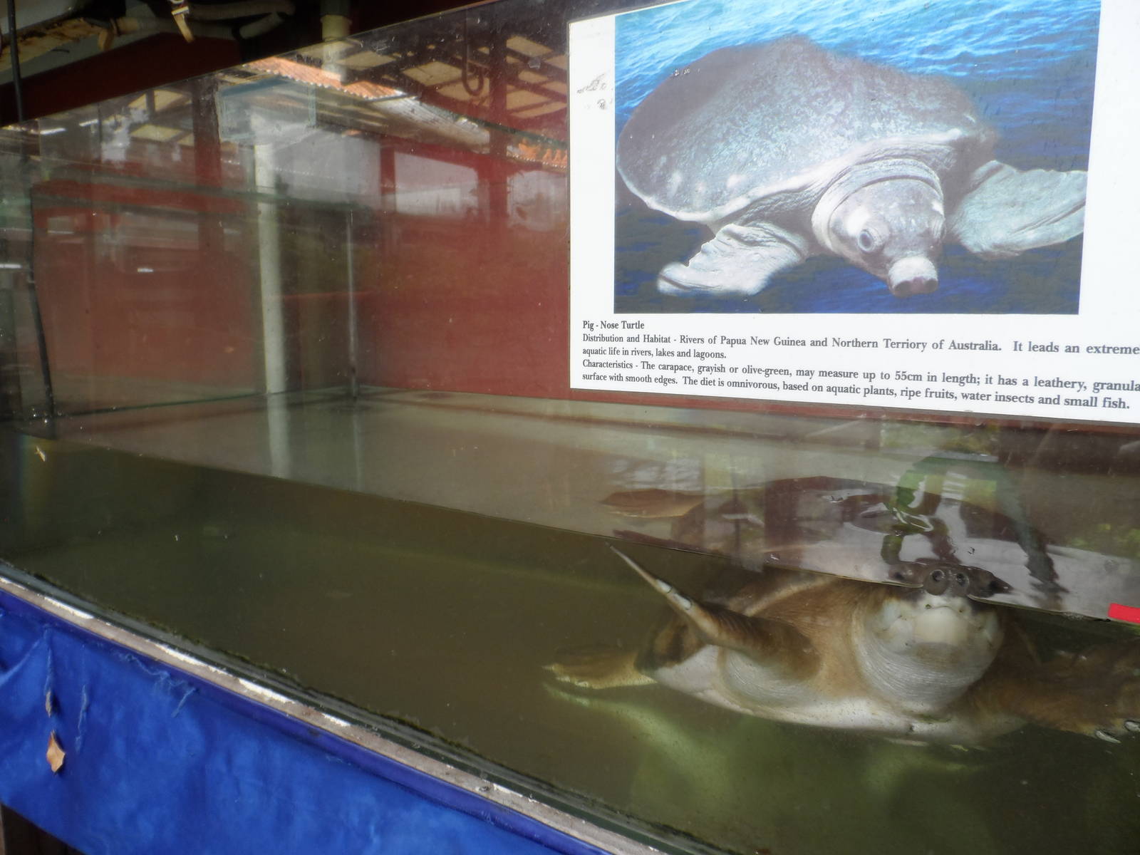 Typical Aquatic Vivarium (with pig-nosed turtle)