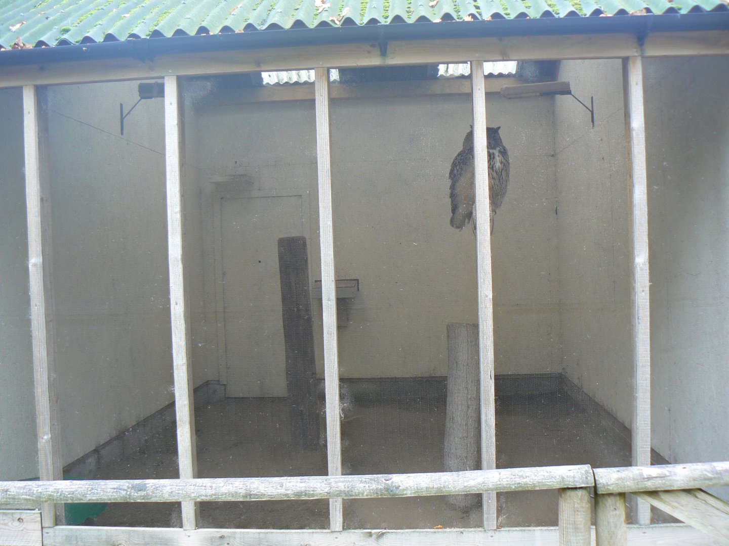 Typical Aviary - 16 October 2018