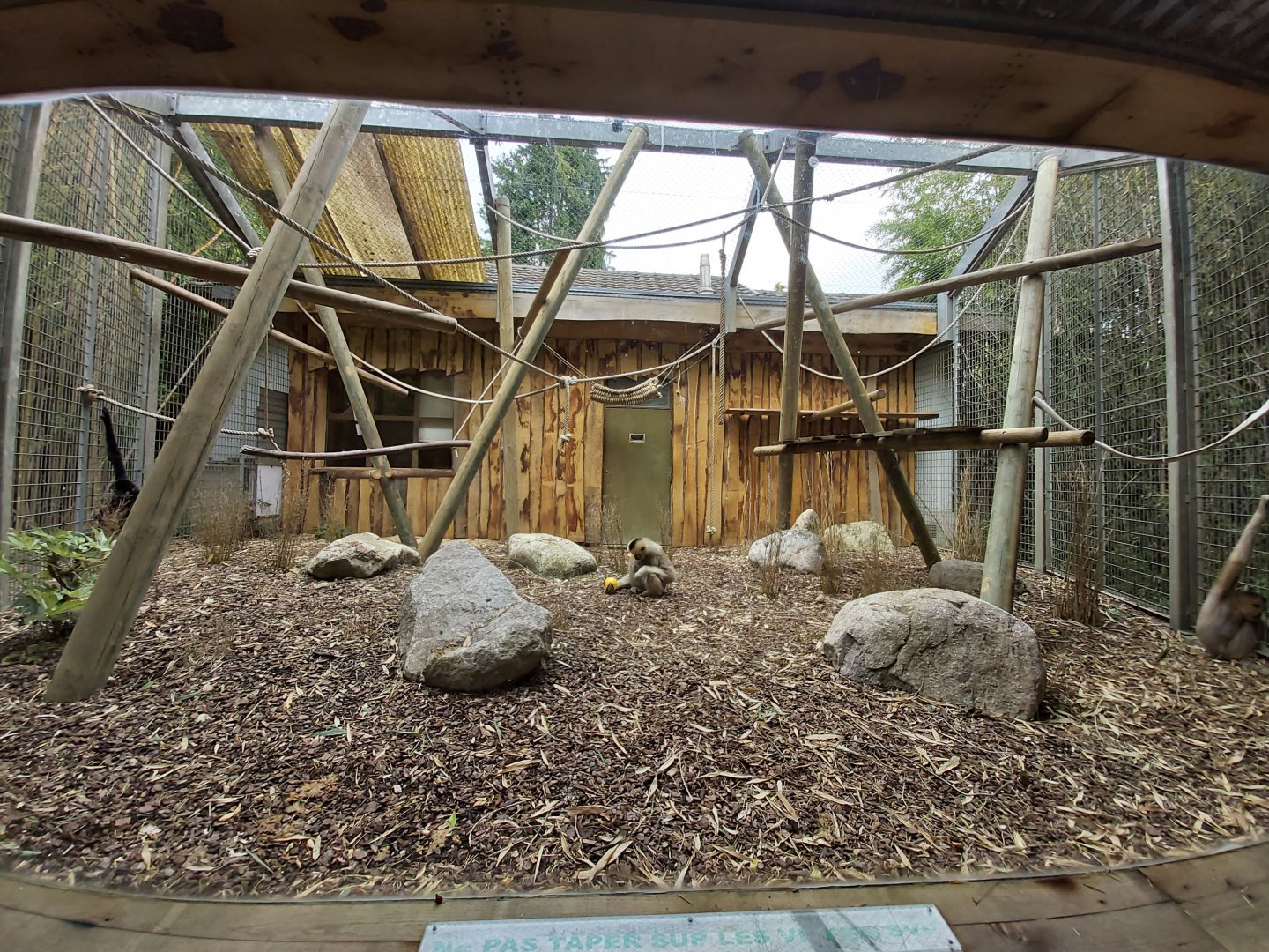 Typical aviary for gibbon