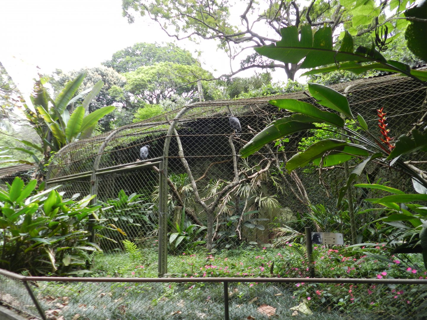 Typical birds of prey exhibit - Zoo São Paulo