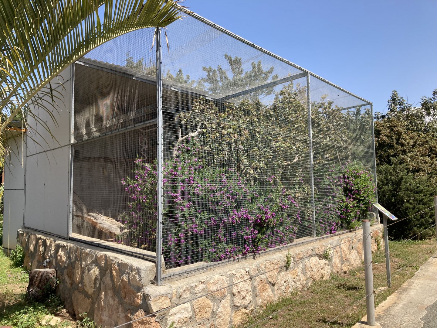 Typical callitrichid exhibit