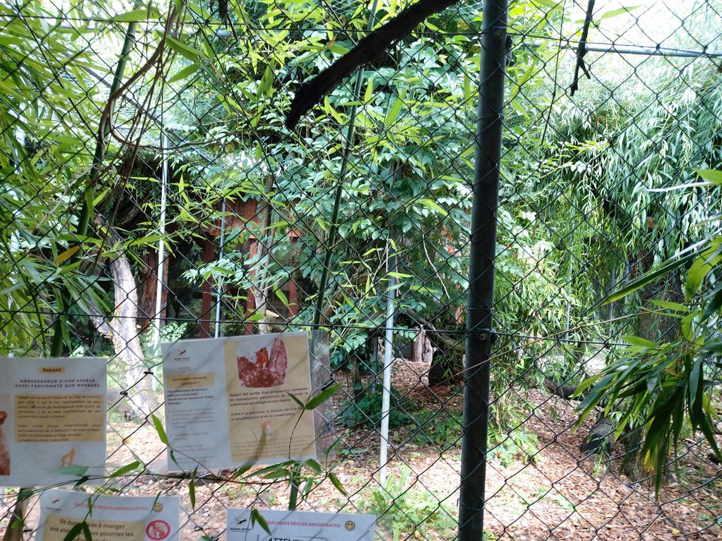 Typical carnivore aviary (here's the fossa's one) - Bioparc Genève