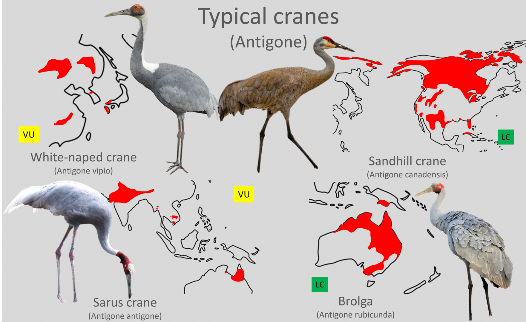 Typical cranes (Genus Antigone) distribution maps