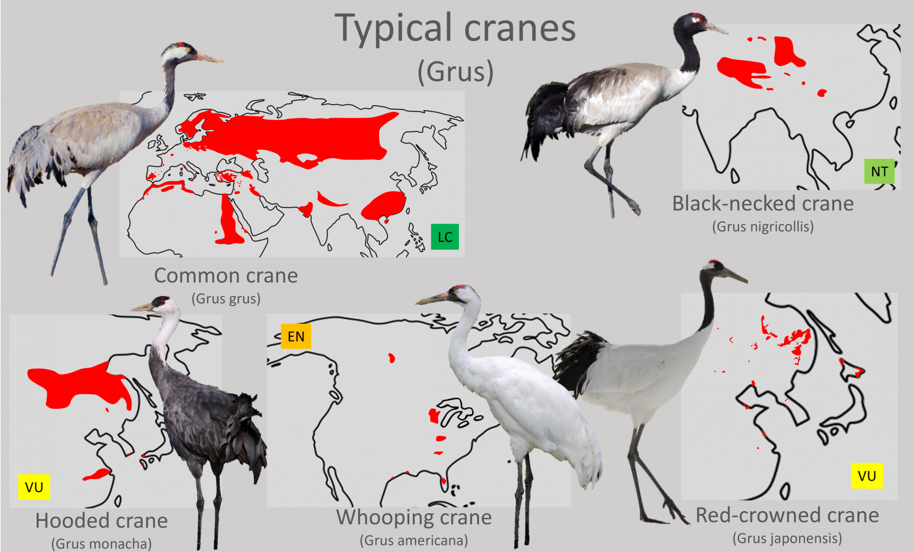 Typical cranes (Genus Grus) distribution maps