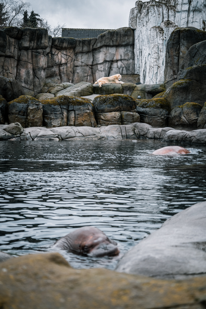 Typical "Eismeer" view with Walrus in the front and Polar Bear in the back