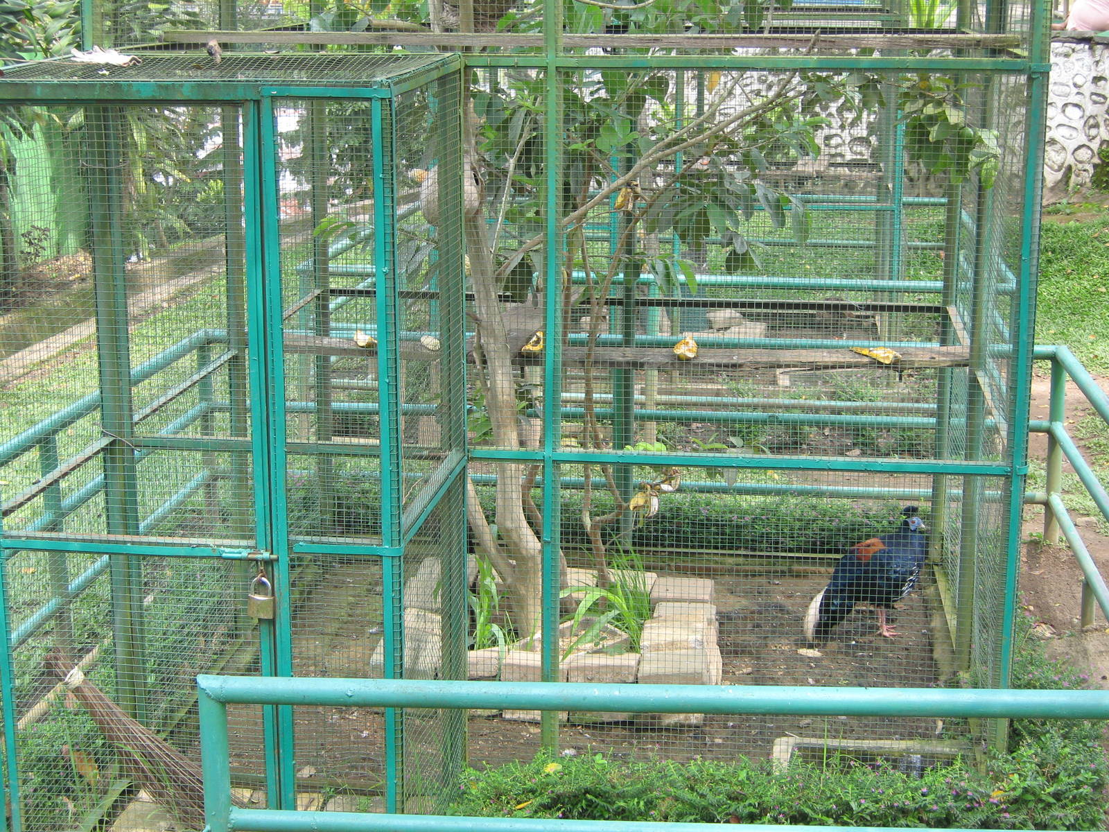 typical example of pheasant aviary