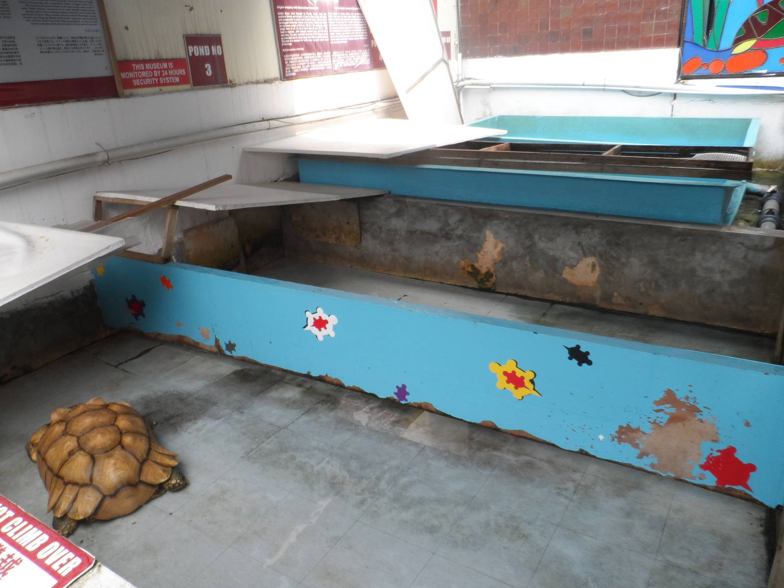 Typical Exhibit (with Sulcata)