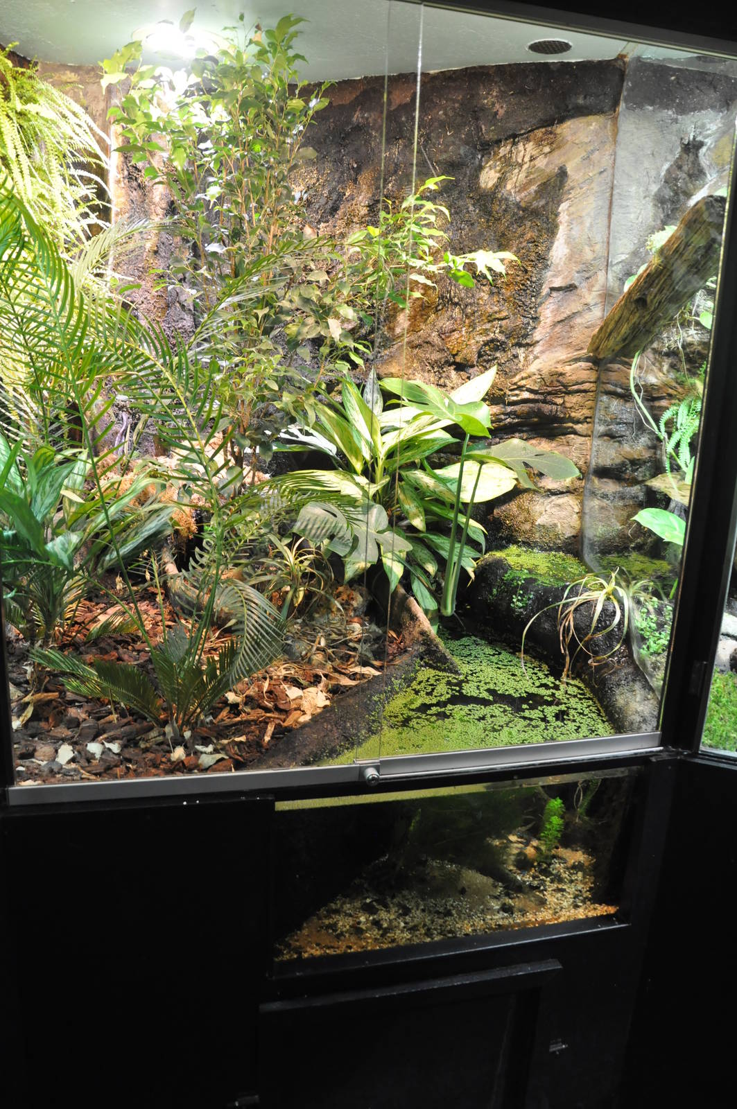 Typical frog terrarium