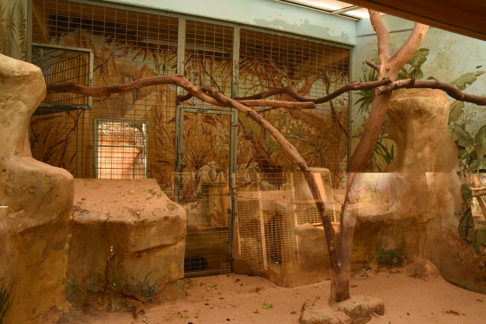 Typical guenon indoor enclosure