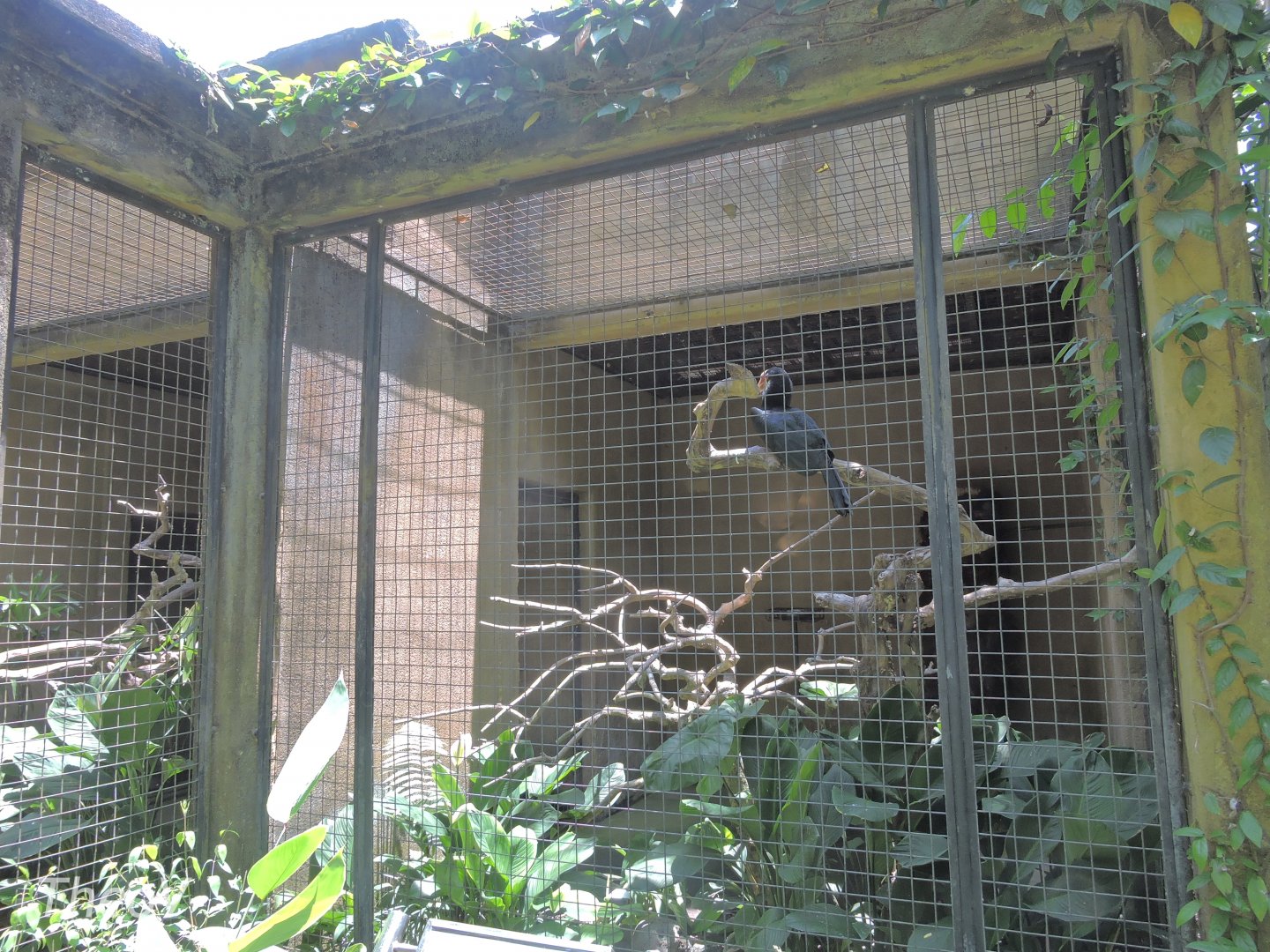 Typical hornbill aviary [2016]