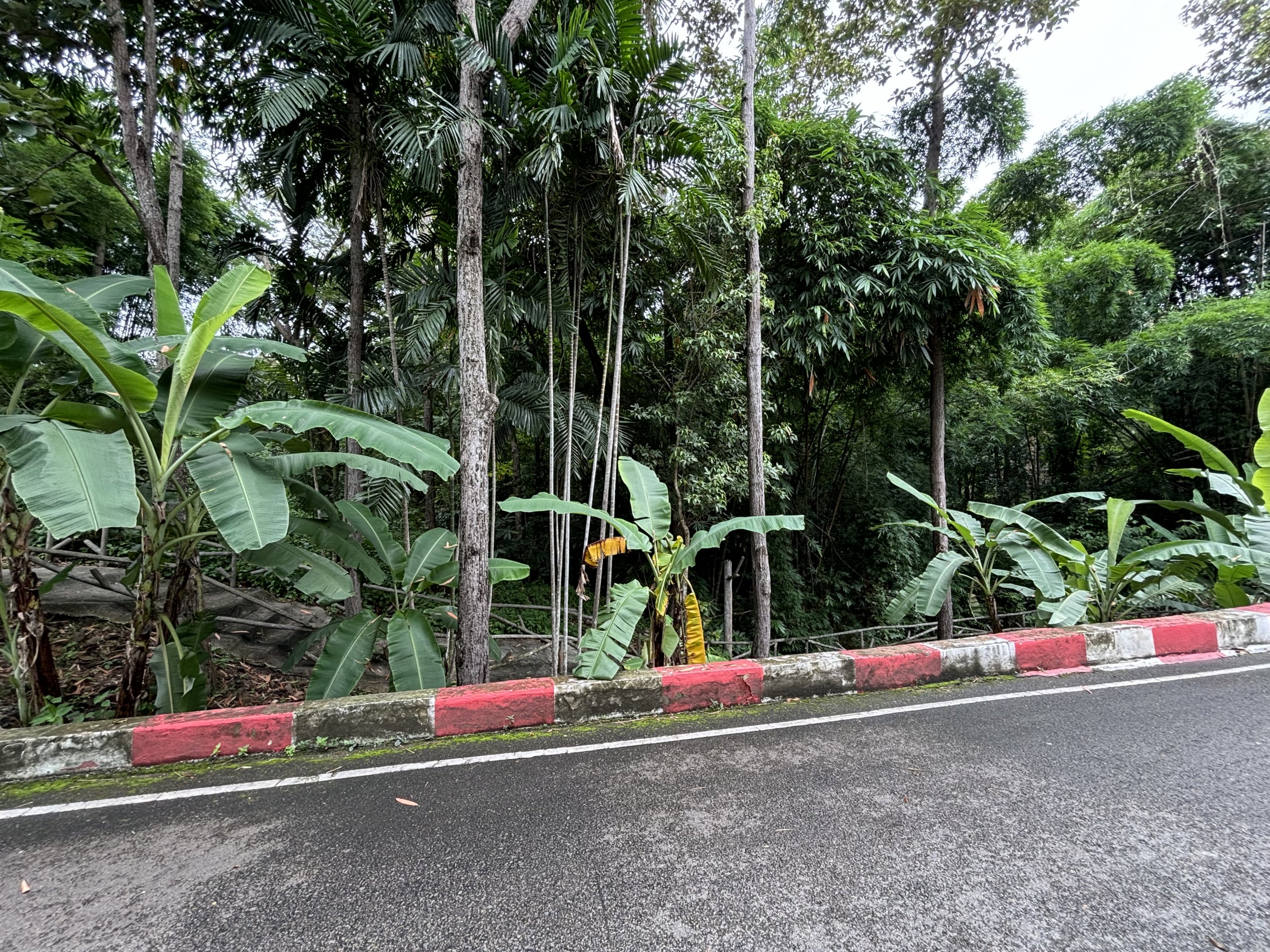 Typical jungle along visitor path