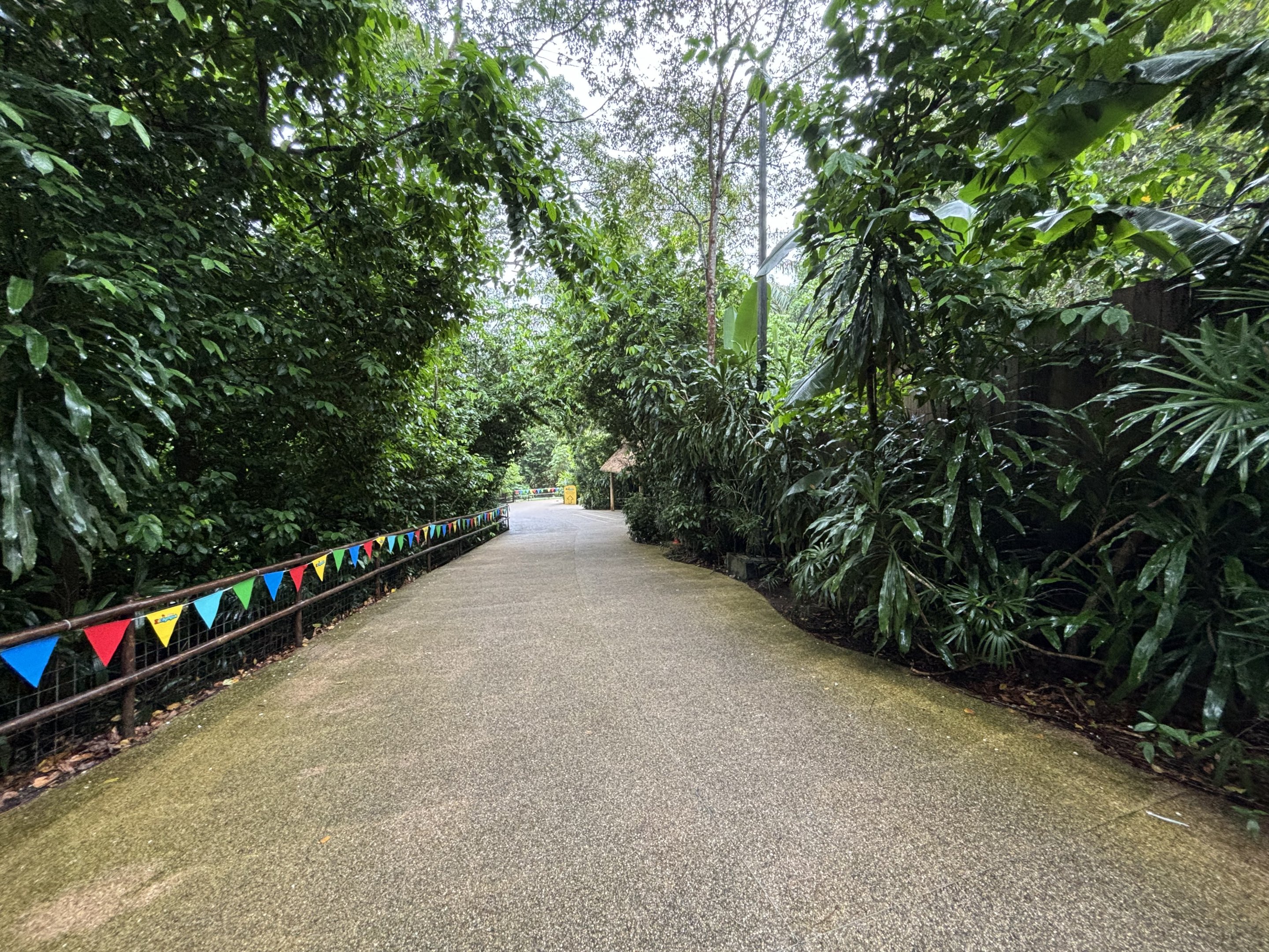 Typical Jungle Path