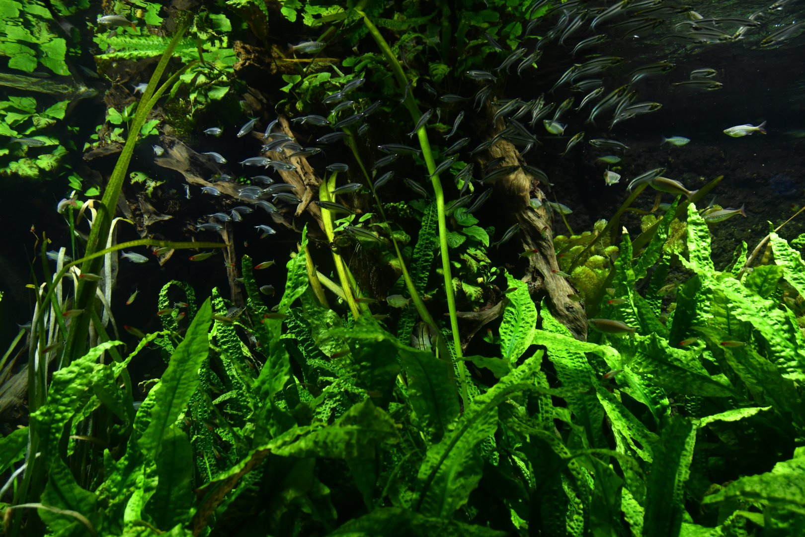 Typical "landcape" of freshwater section