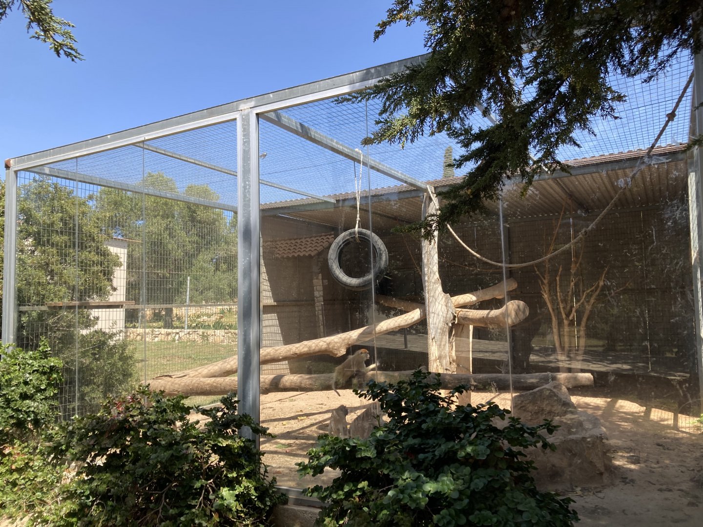 Typical monkey exhibit