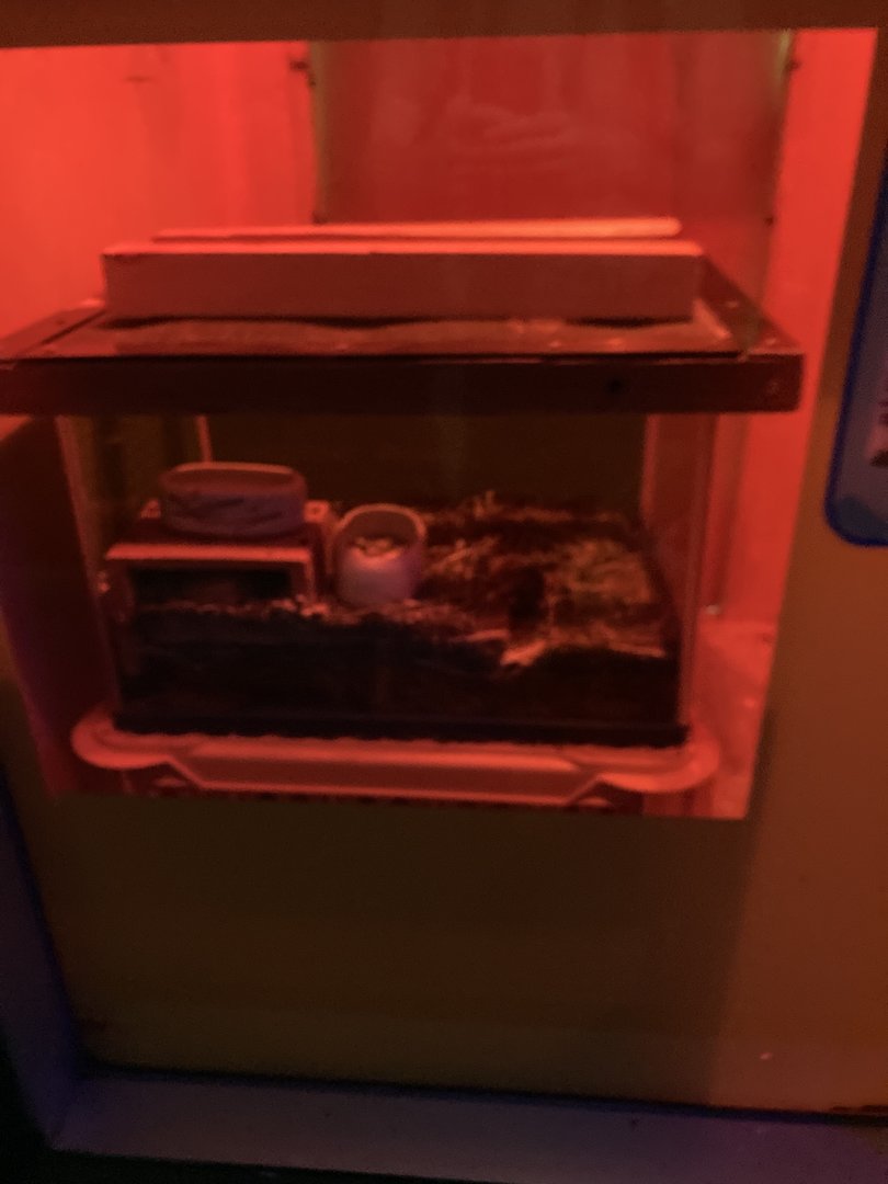 Typical mouse exhibit