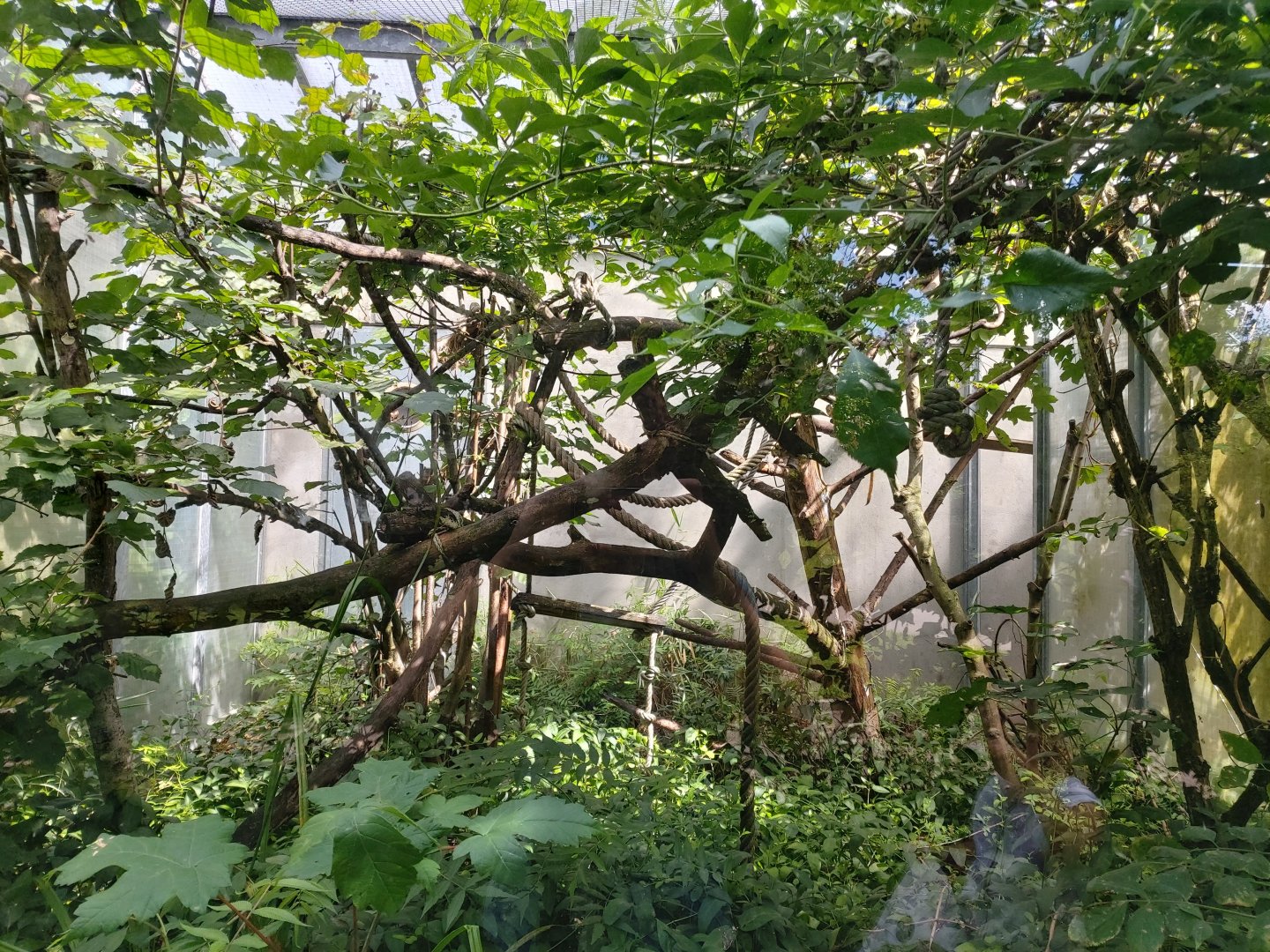 Typical outdoor aviary for callithrichid - Petite Amazonie