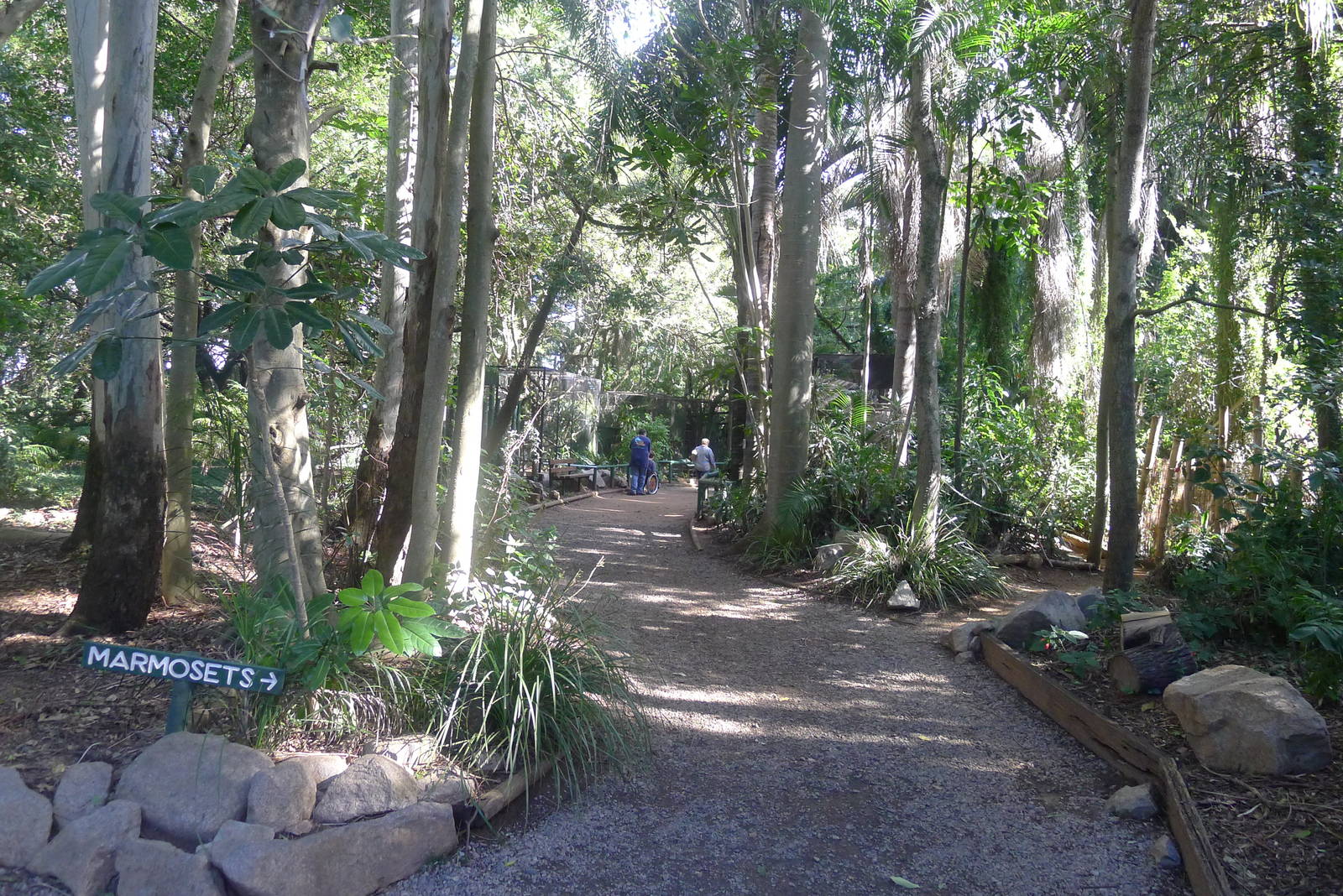 Typical pathway through the rainforset