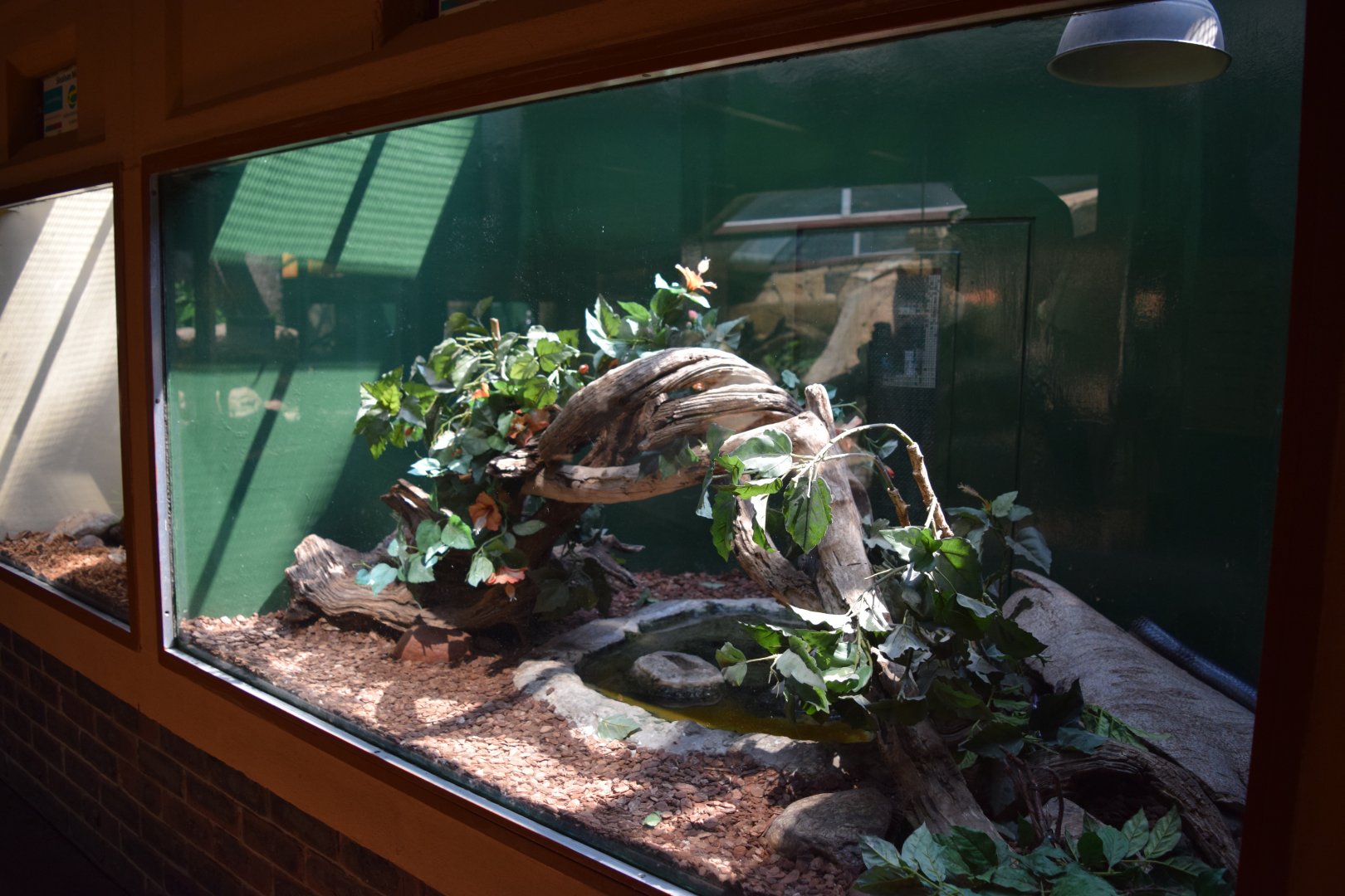 Typical Reptile Enclosure Example
