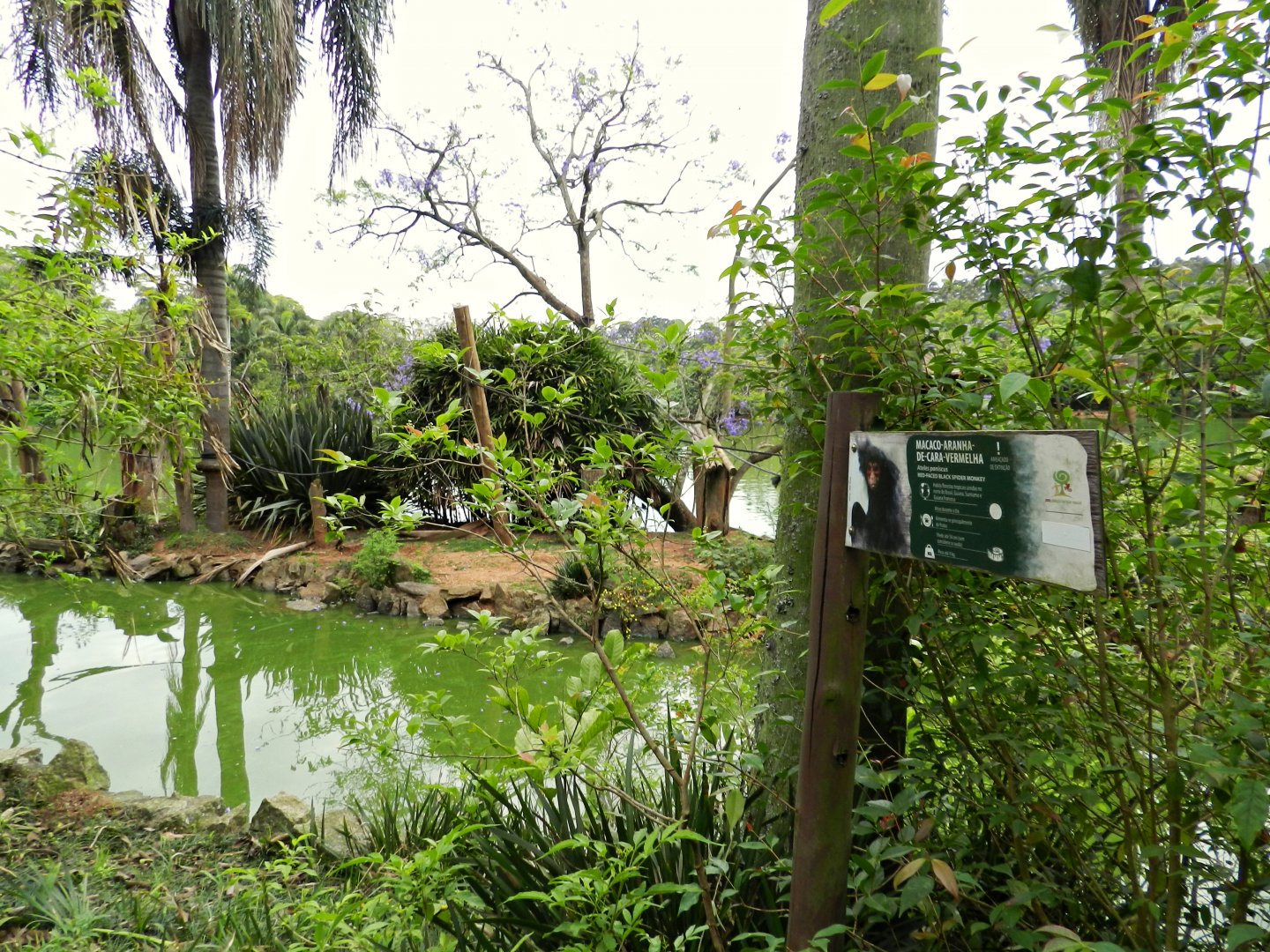 Typical spider-monkey exhibit - Zoo São Paulo