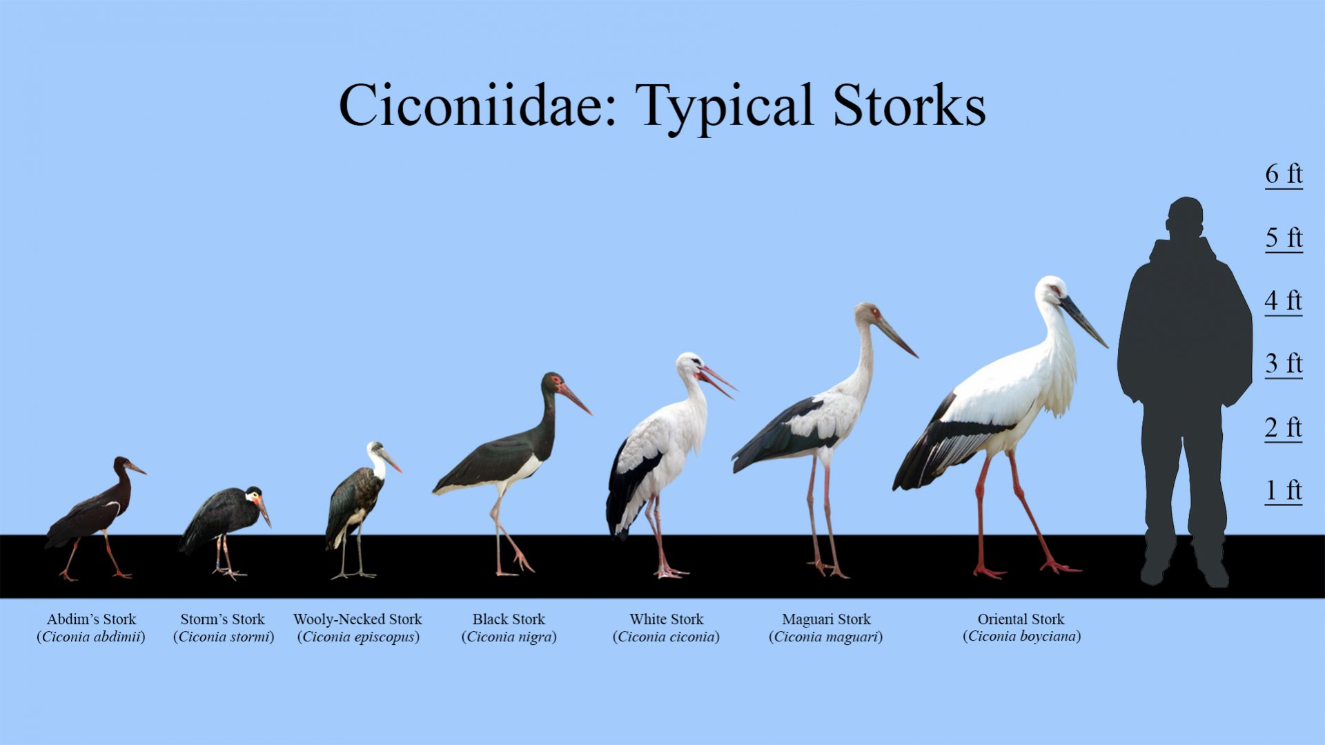 Typical Storks Size Chart