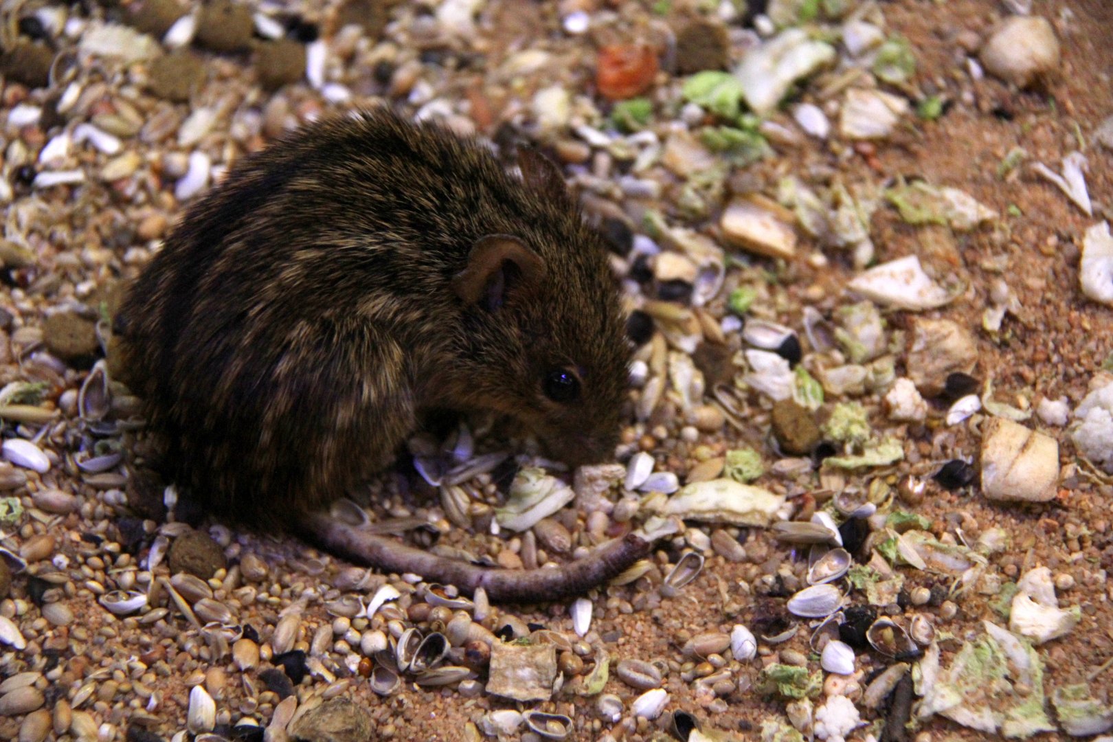 typical striped grass mouse (Lemniscomys striatus)