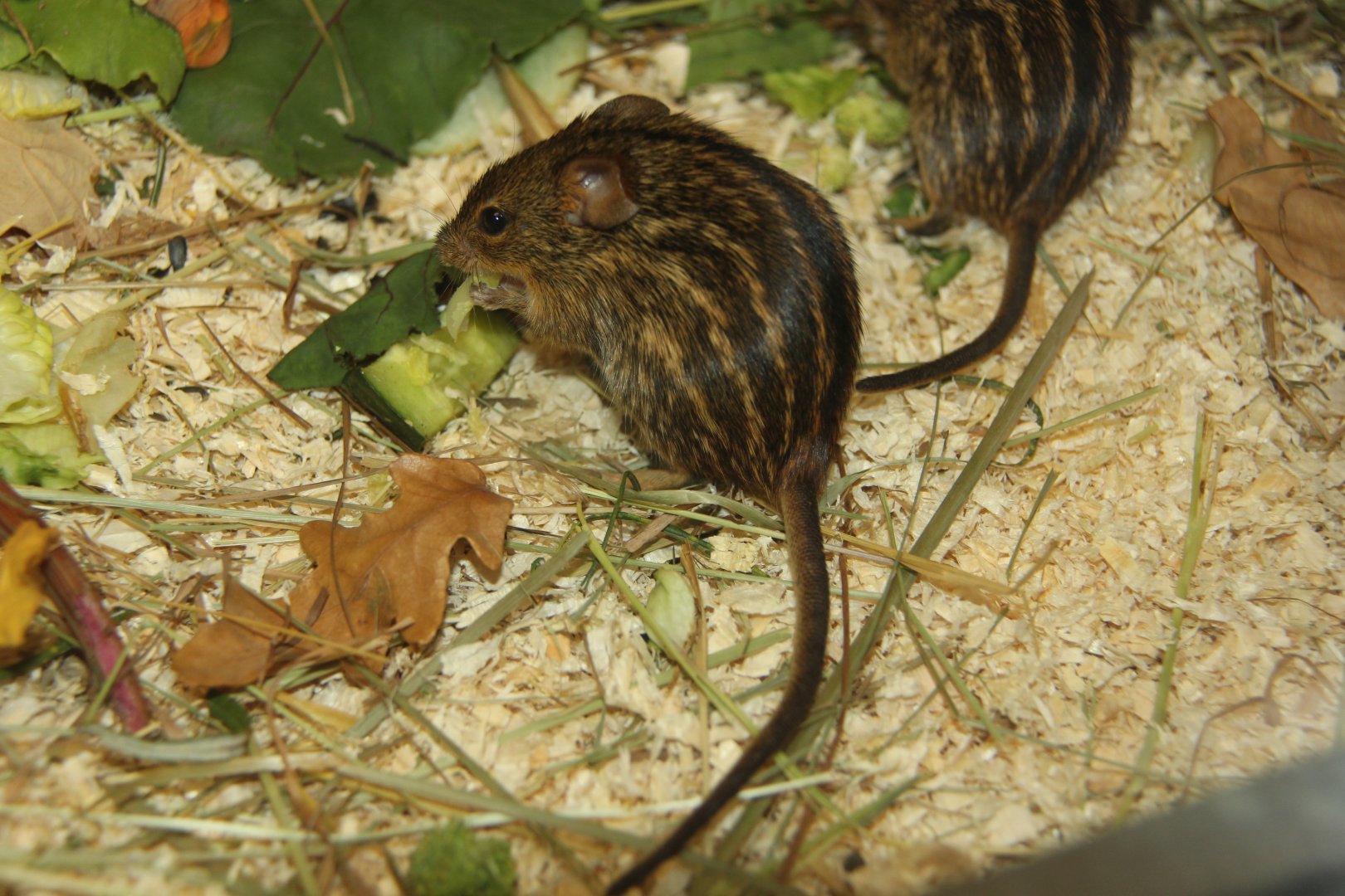Typical striped grass mouse (Lemniscomys striatus)