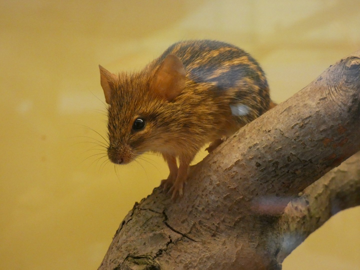 Typical Striped Grass Mouse