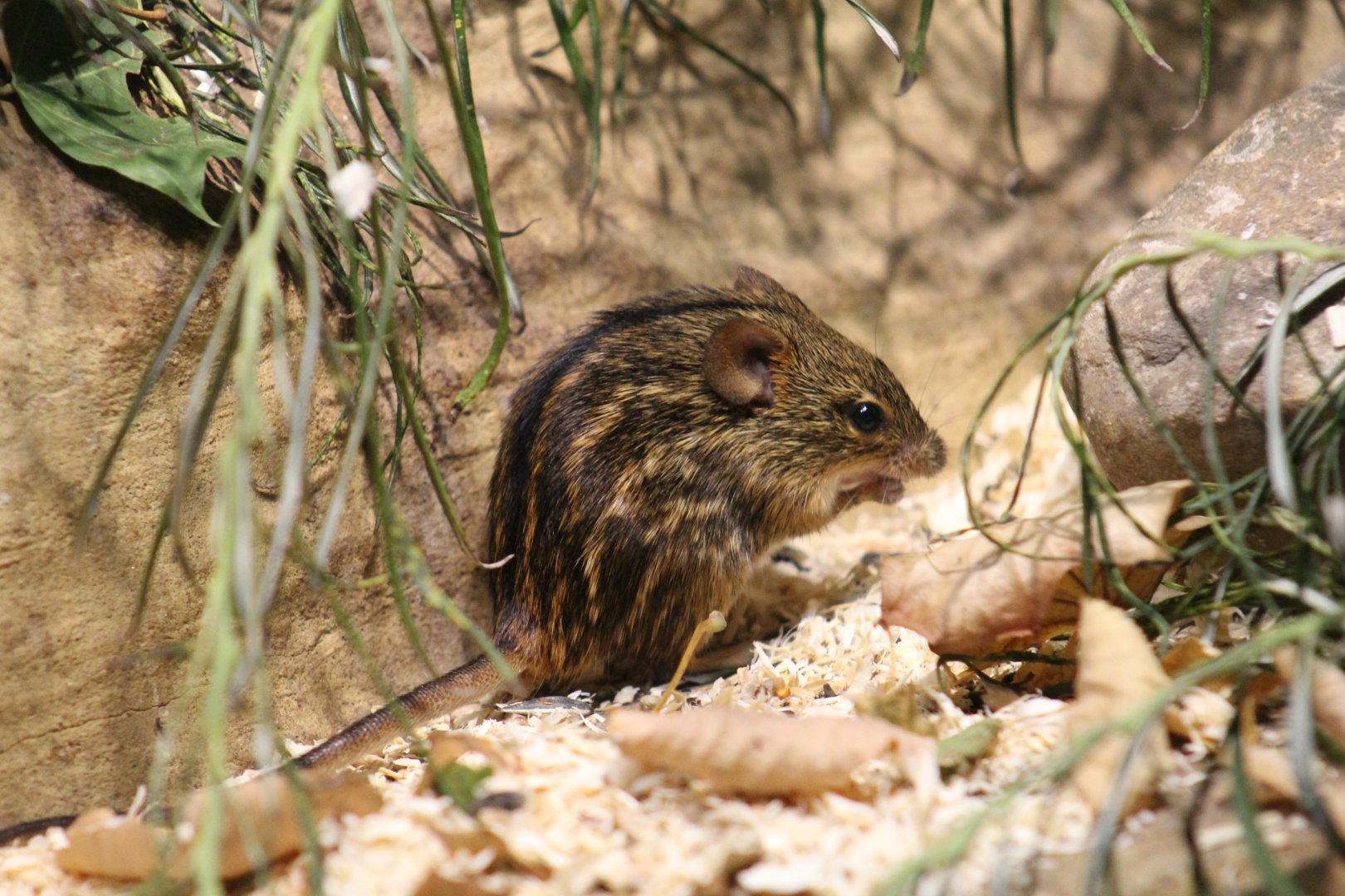 Typical Striped Grass Mouse
