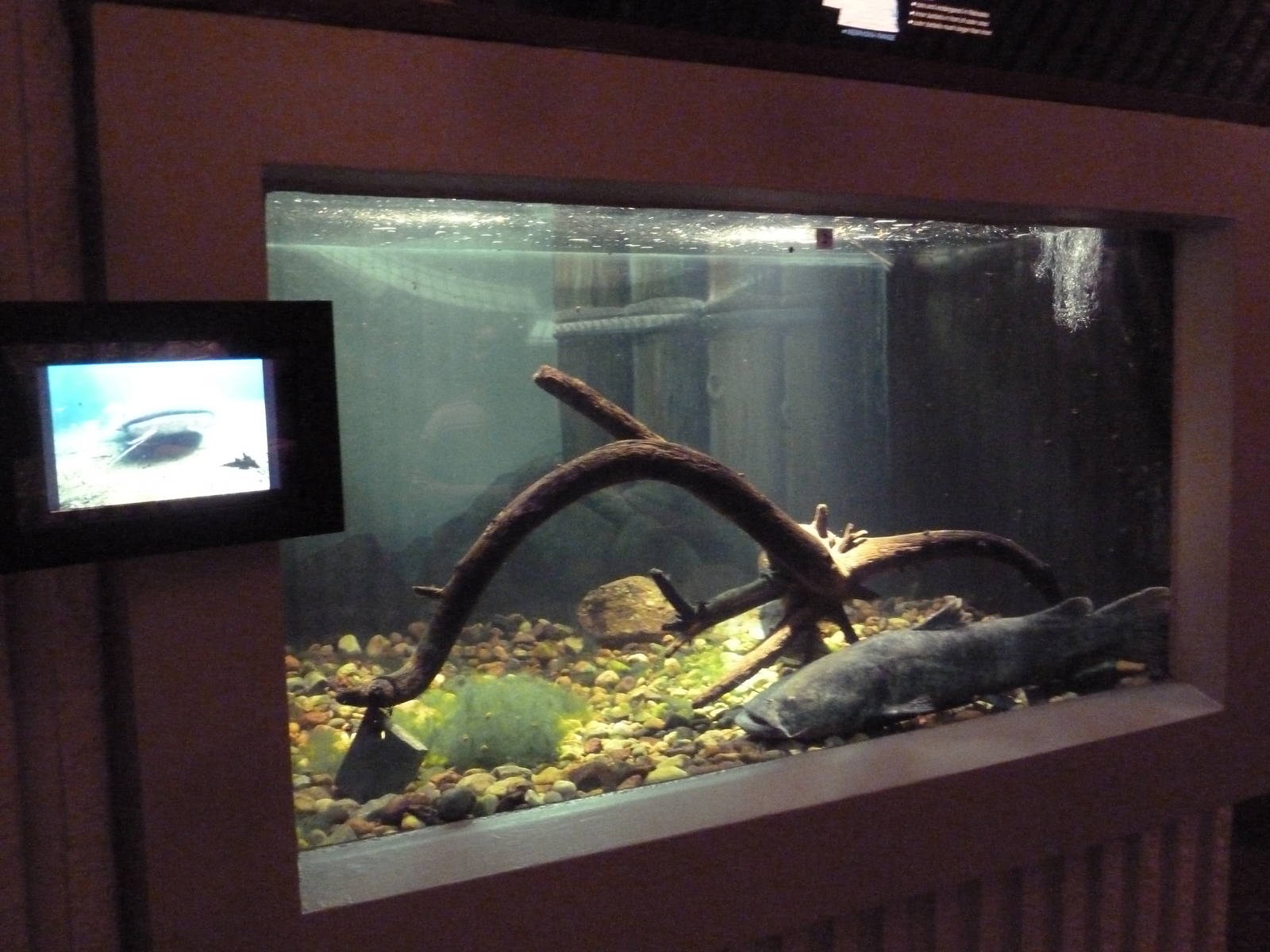 Typical Tank Display (1 of 12 such exhibits)