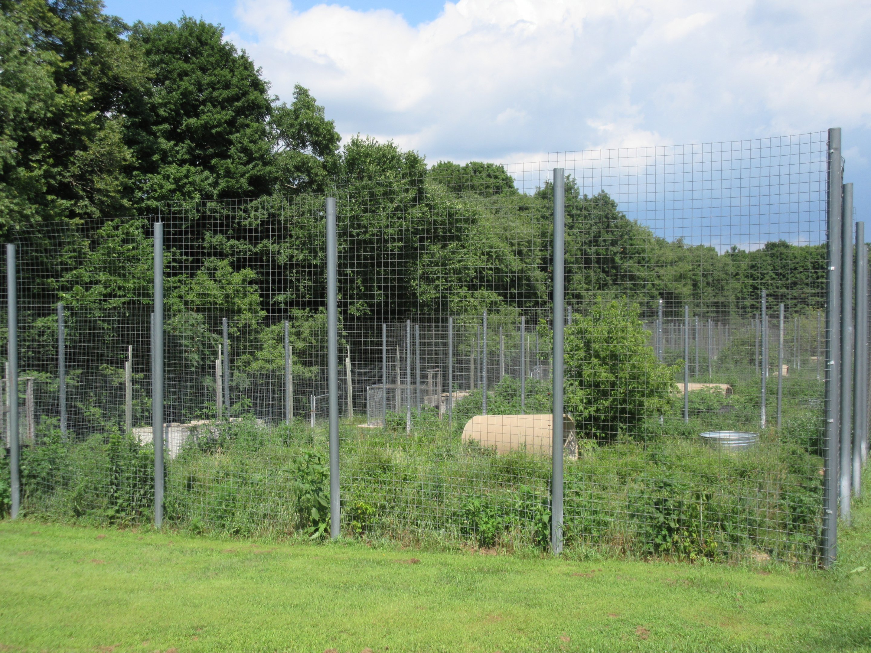 Typical Tiger Exhibit