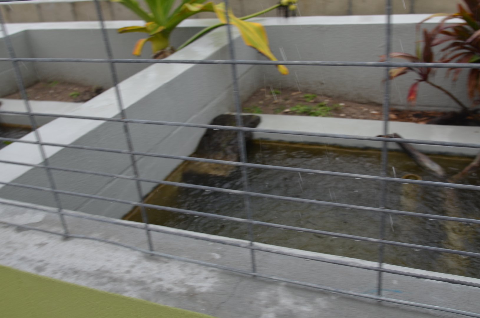 Typical Turtle Enclosure