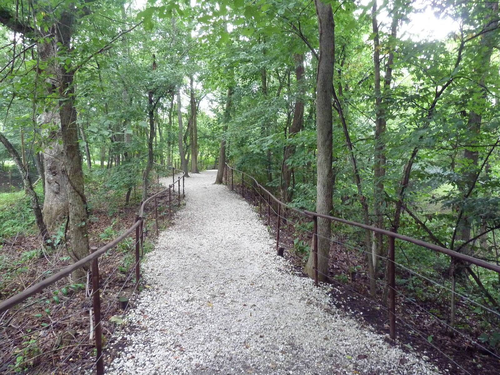 Typical Visitor Path in the Forest