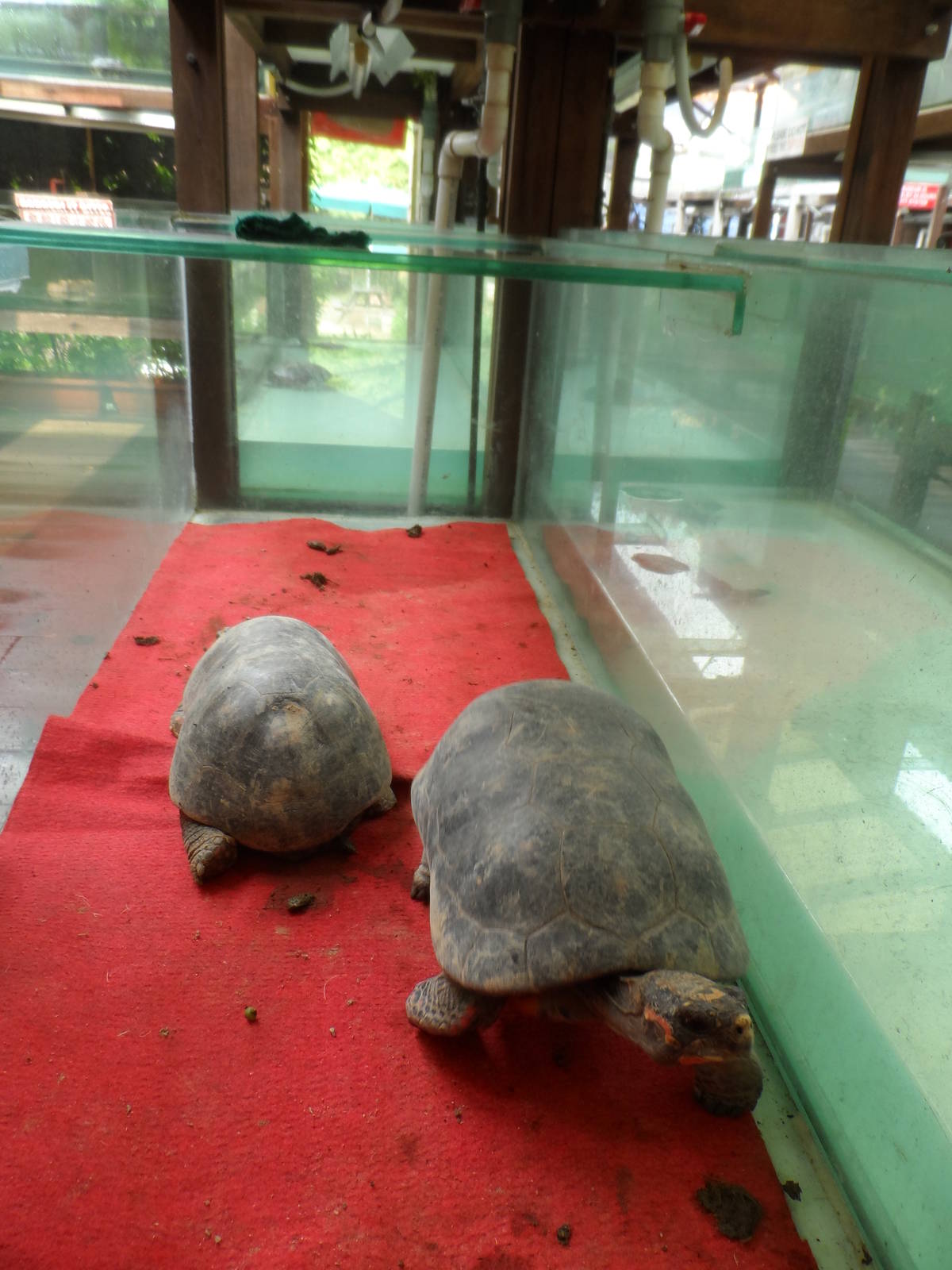 Typical Vivarium (with red-footed tortoises)
