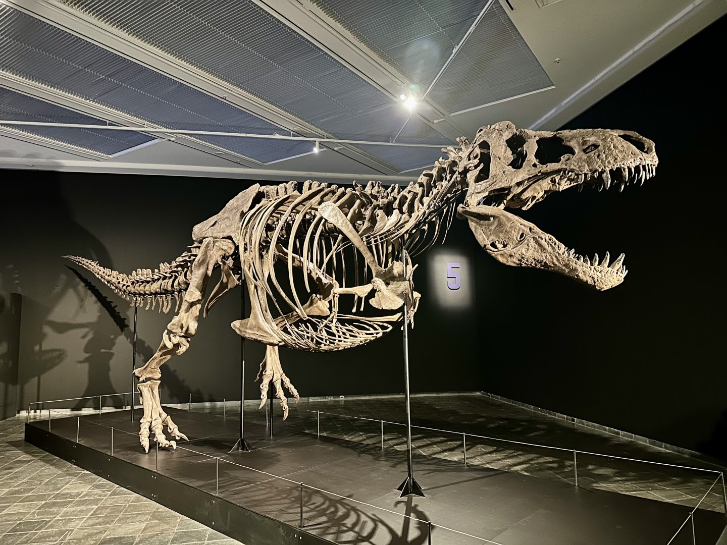 Tyrannosaurs rex (skeleton)