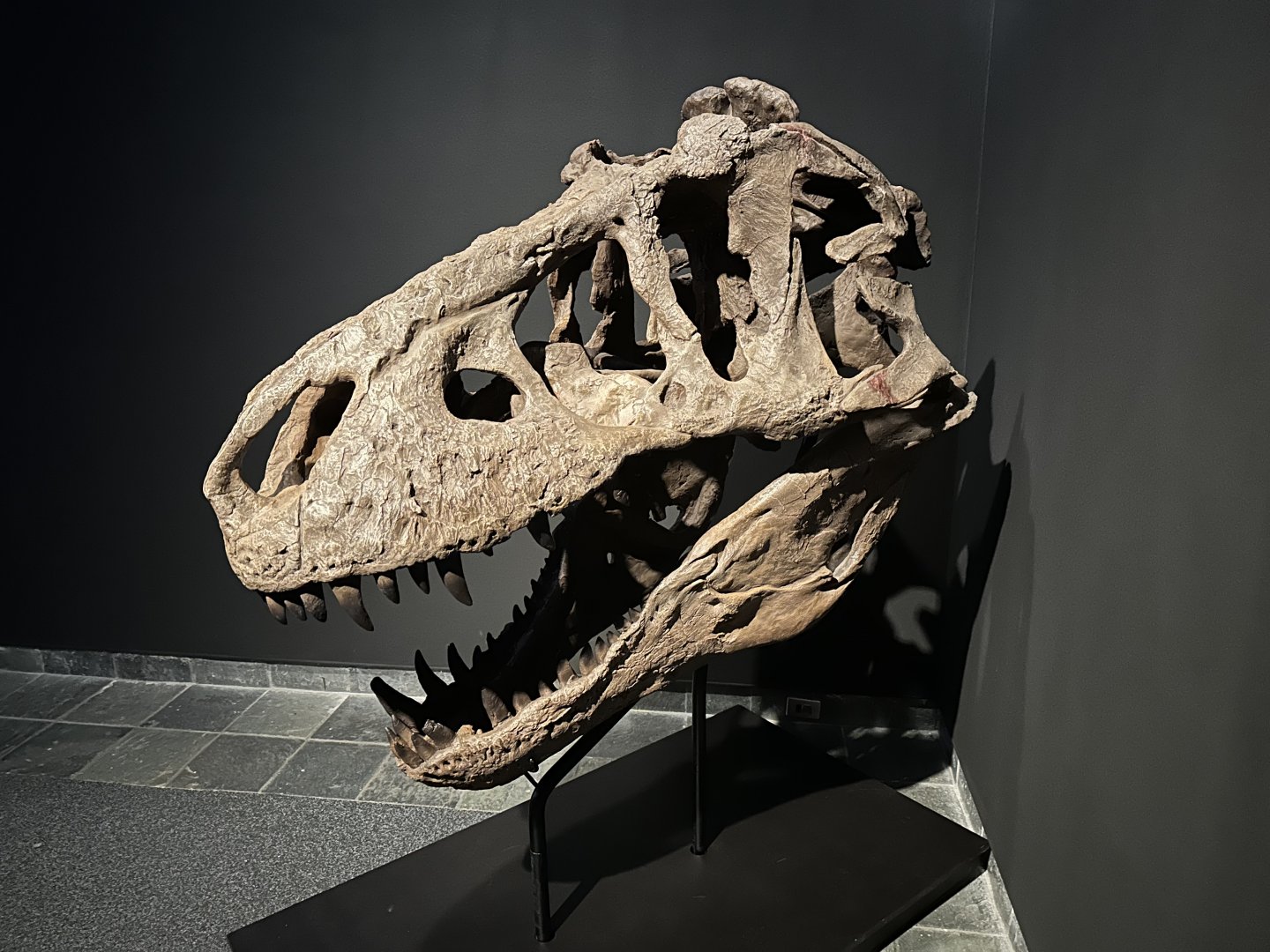 Tyrannosaurs rex (skull)