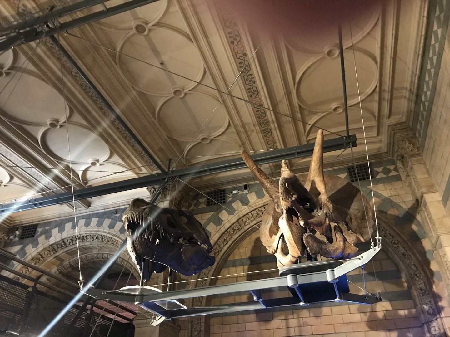 Tyrannosaurus and Triceratops skulls