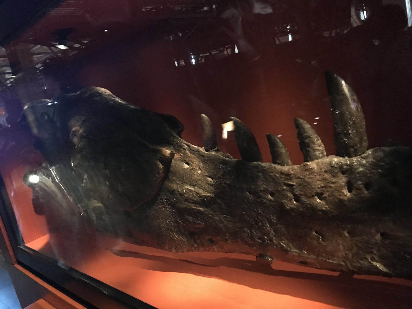 Tyrannosaurus jawbone
